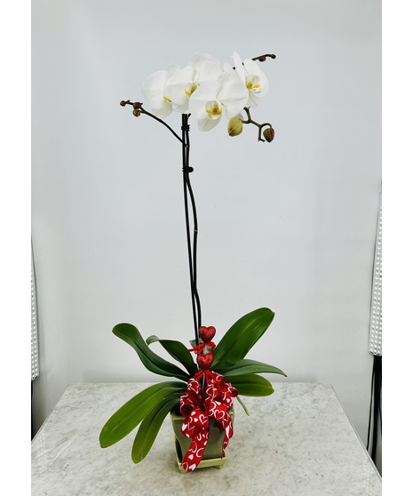 Single Stem Valentine's Orchid Plant