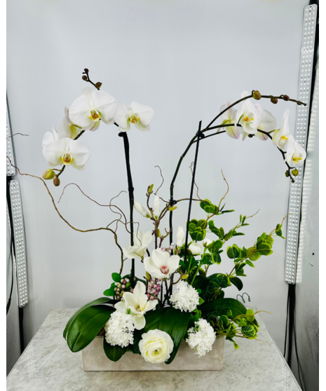 Elegant Orchid Plants