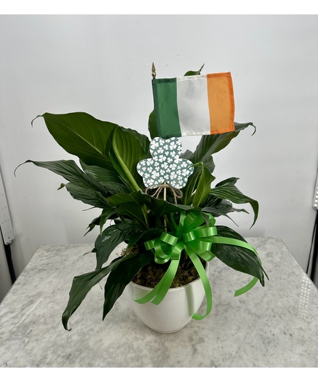 Shamrock Peace Lily in ceramic