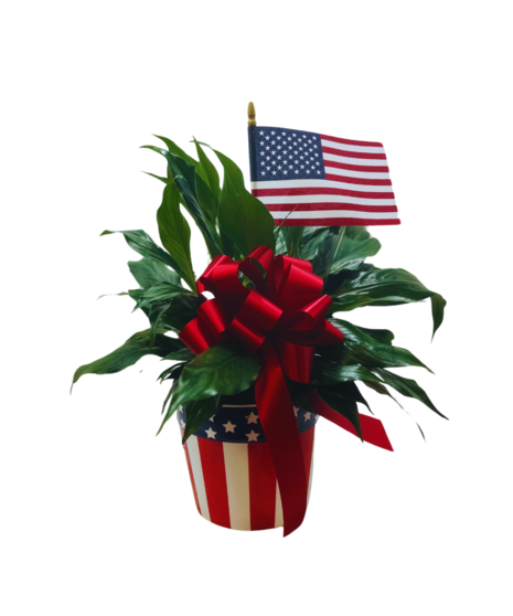 peace lily with patriotic container