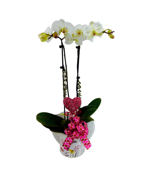 Valentine's Double Stem Orchid